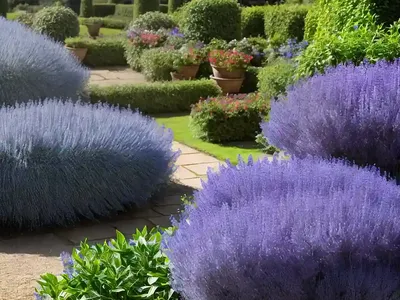 Artemisia ‘Powis Castle’)