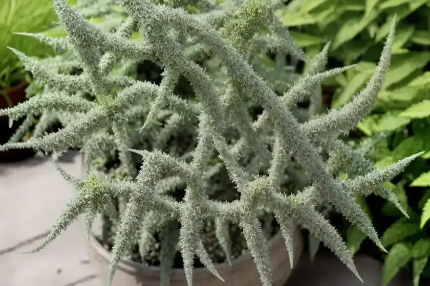 Artemisia schmidtiana ‘nana’ (wormwood) — photo 2