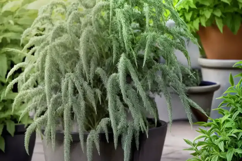 Artemisia schmidtiana ‘nana’ (wormwood) — photo 3