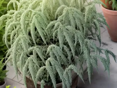 Artemisia Schmidtiana ‘Nana’ (Wormwood)