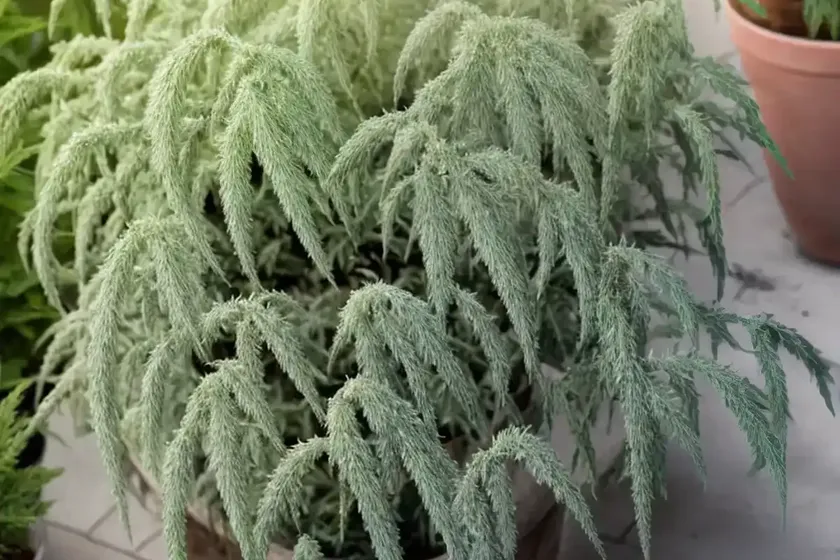 Artemisia schmidtiana ‘nana’ (wormwood)