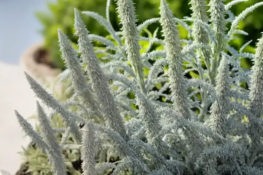 Artemisia schmidtiana ‘silver mound’ (wormwood) — photo 2