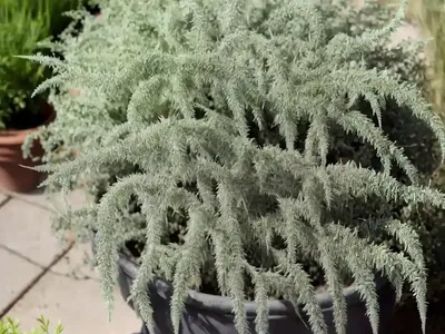Artemisia Schmidtiana ‘Silver Mound’ (Wormwood)