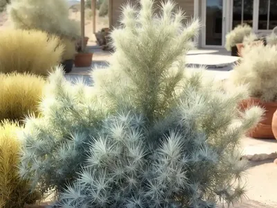 Artemisia Tridentata (Big Sagebrush)