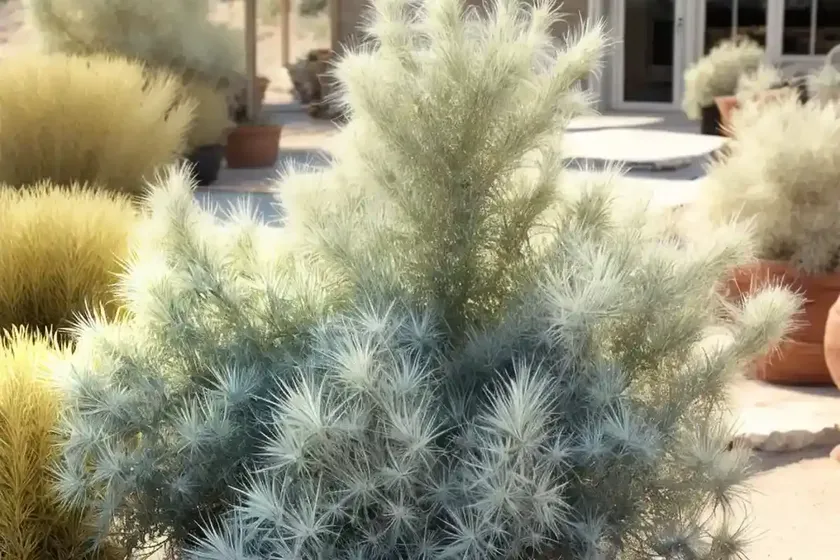 Artemisia tridentata (big sagebrush)