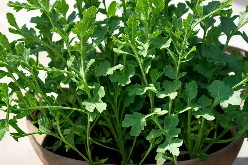Arugula (eruca versicaria subsp. sativa) — photo 3