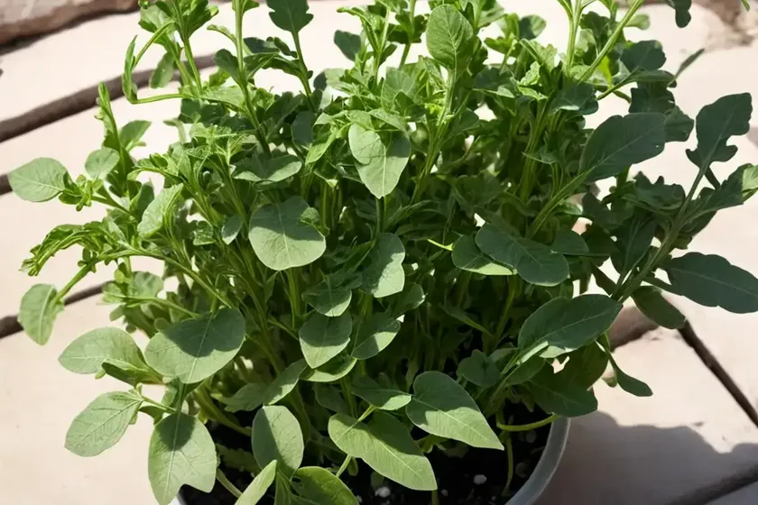 Arugula (eruca vesicaria) — photo 2
