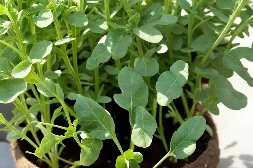 Arugula (eruca vesicaria) — photo 3