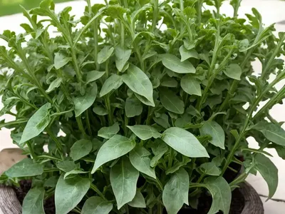 Arugula (Eruca Vesicaria)