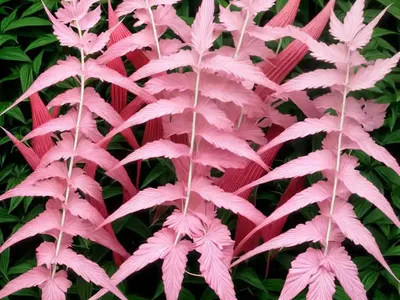 Aruncus (Aruncus ‘Horatio’)