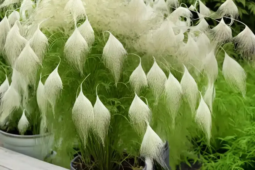 Aruncus ‘chantilly lace’ (goat’s beard) — photo 2