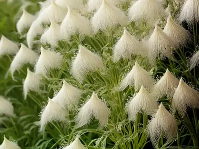 Aruncus ‘Chantilly Lace’ (Goat’s Beard)