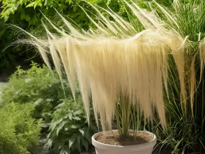 Aruncus Dioicus (Goat’s Beard)