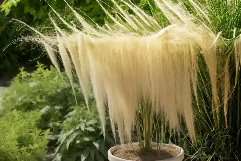 Aruncus dioicus (goat’s beard)