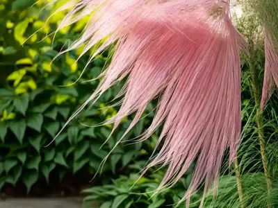 Aruncus ‘Horatio’ (Goat’s Beard)