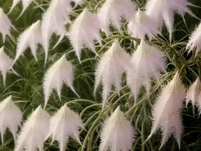 Aruncus ‘Misty Lace’ (Goat’s Beard)