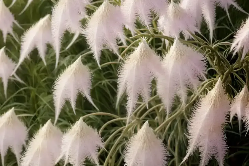 Aruncus ‘misty lace’ (goat’s beard)