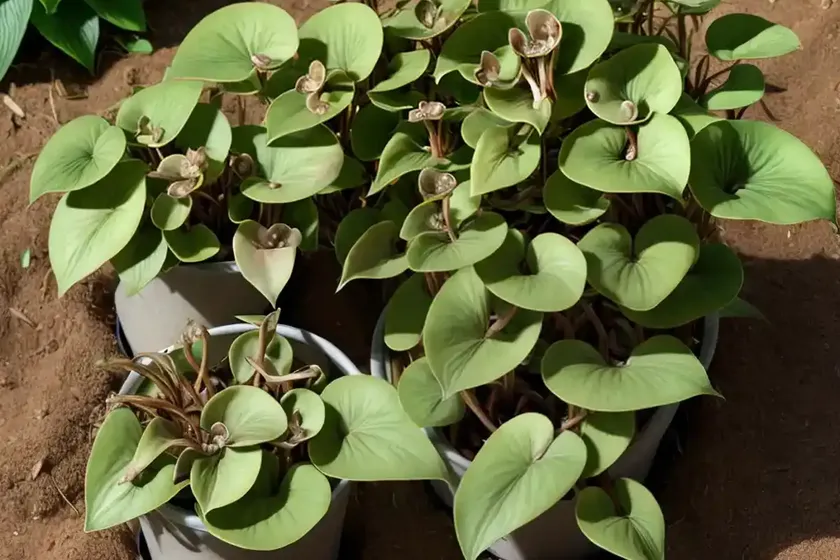 Asarum canadense (canada wild ginger) — photo 3