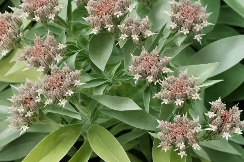 Asclepias cordifolia (heartleaf milkweed) — photo 2