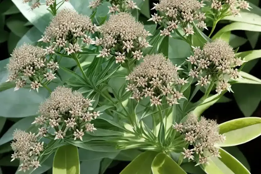 Asclepias cordifolia (heartleaf milkweed) — photo 3