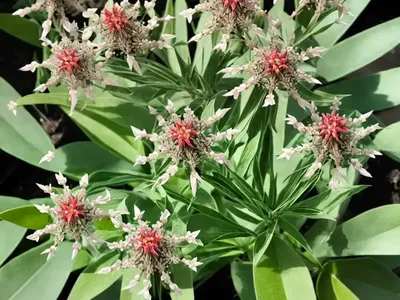 Asclepias Cordifolia (Heartleaf Milkweed)