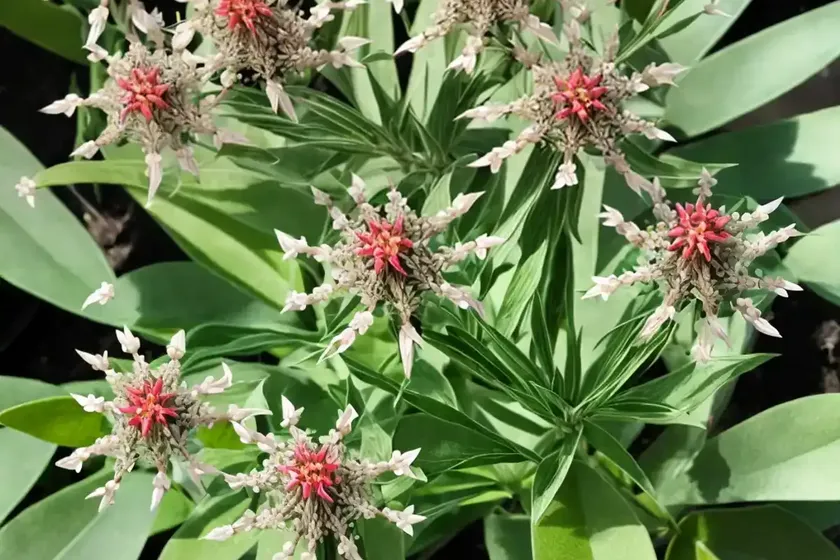 Asclepias cordifolia (heartleaf milkweed)