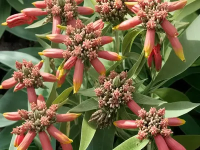 Asclepias Curassavica ‘Silky Deep Red’ (Tropical Milkweed)