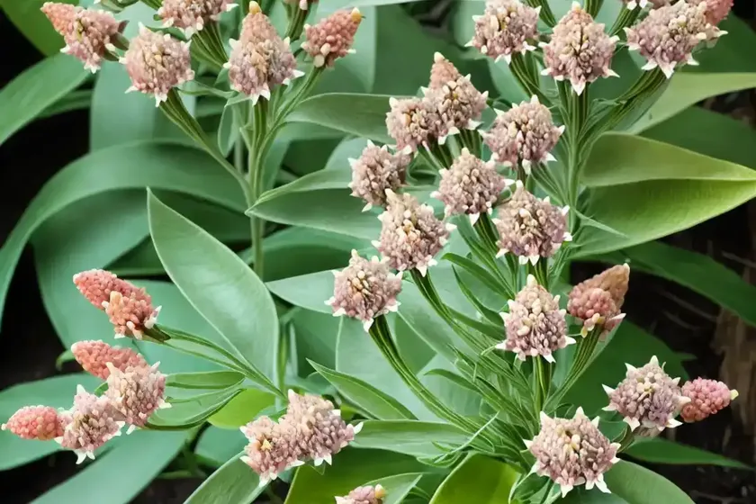 Asclepias curassavica (tropical milkweed) — photo 3