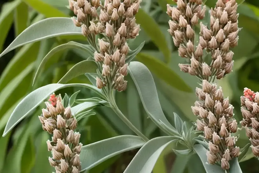 Asclepias eriocarpa (woollypod milkweed) — photo 2