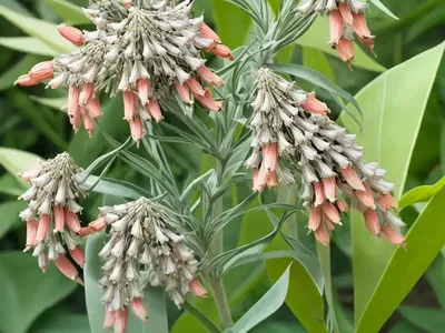 Asclepias Eriocarpa (Woollypod Milkweed)