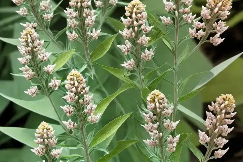 Asclepias fascicularis (narrowleaf milkweed) — photo 2