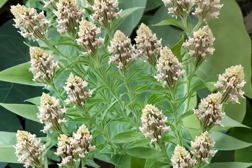 Asclepias fascicularis (narrowleaf milkweed) — photo 3