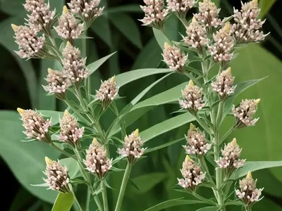 Asclepias Fascicularis (Narrowleaf Milkweed)