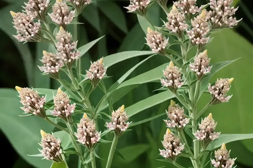 Asclepias fascicularis (narrowleaf milkweed)