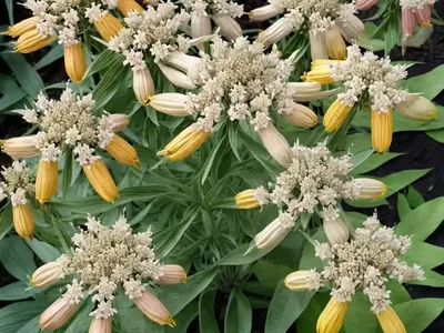 Asclepias Incarnata ‘Cinderella’ (Swamp Milkweed)