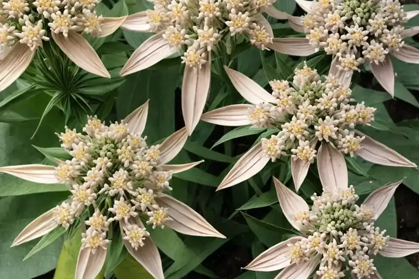 Asclepias incarnata (swamp milkweed) — photo 3