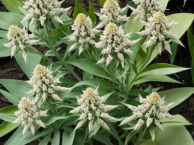 Asclepias Incarnata (Swamp Milkweed)