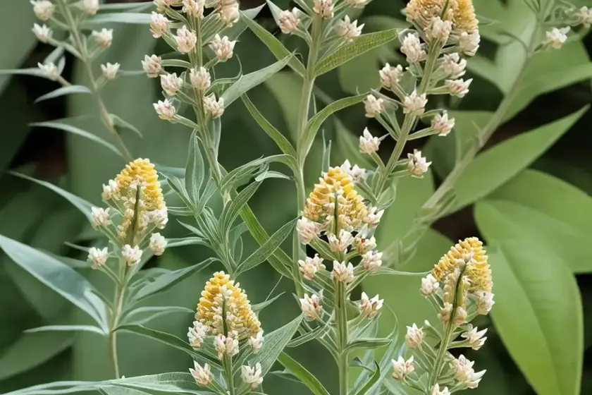 Asclepias lanceolata (fewflower milkweed) — photo 3