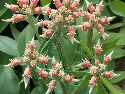 Asclepias Lanceolata (Fewflower Milkweed)