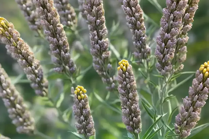 Asclepias linaria (pine-needle milkweed) — photo 2