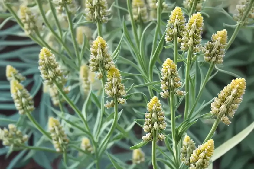 Asclepias linaria (pine-needle milkweed) — photo 3