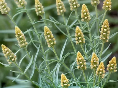 Asclepias Linaria (Pine-Needle Milkweed)