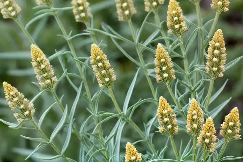Asclepias linaria (pine-needle milkweed)