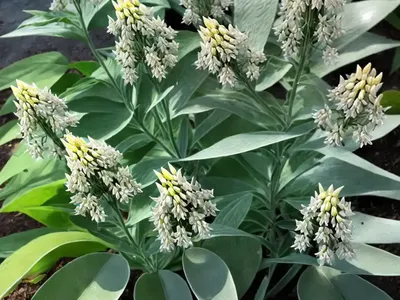 Asclepias Perennis (Aquatic Milkweed)