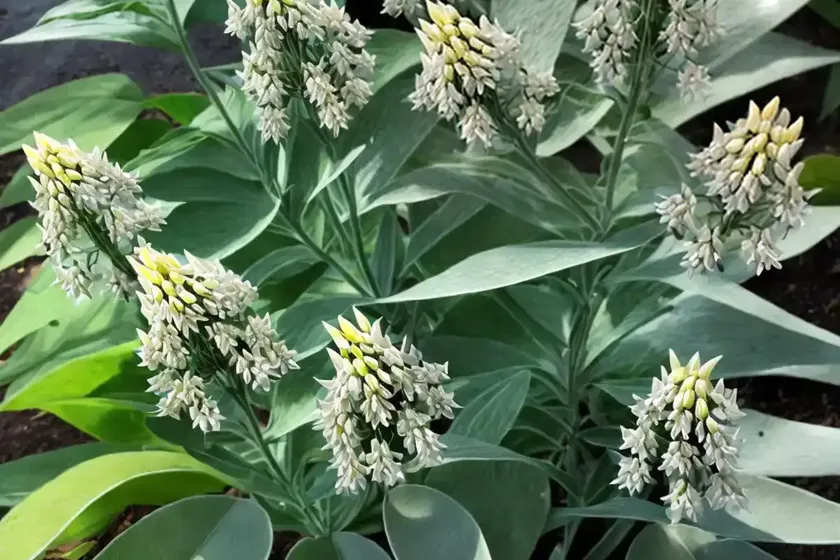 Asclepias perennis (aquatic milkweed)