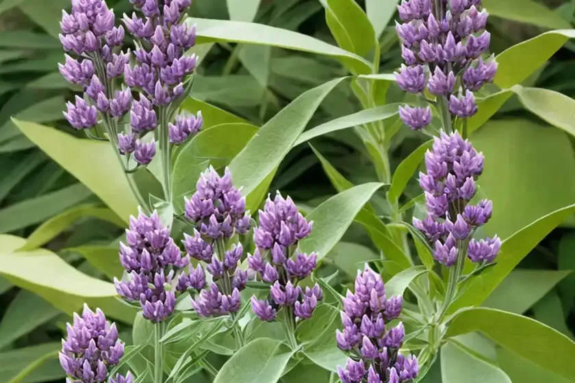 Asclepias purpurascens (purple milkweed) — photo 2
