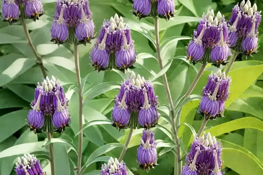 Asclepias purpurascens (purple milkweed) — photo 3