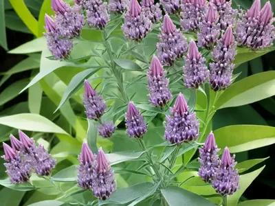 Asclepias Purpurascens (Purple Milkweed)