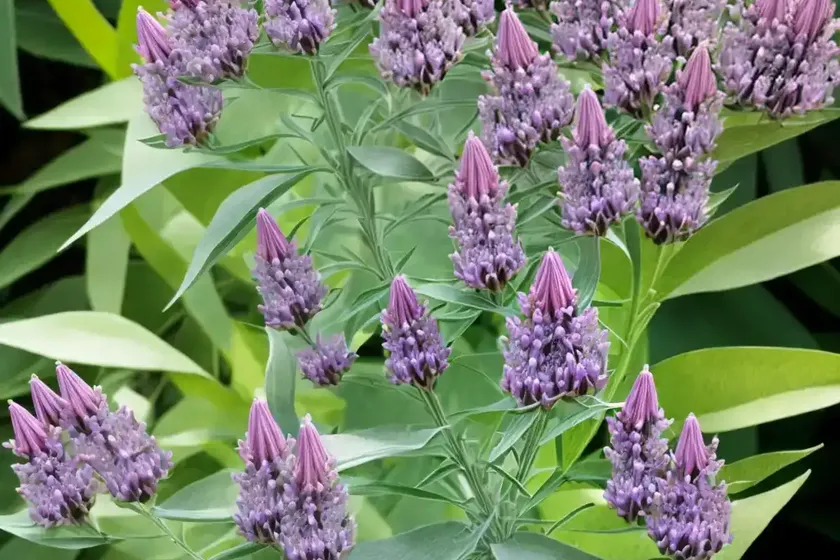 Asclepias purpurascens (purple milkweed)