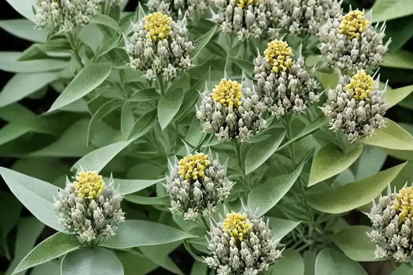 Asclepias quadrifolia (fourleaf milkweed) — photo 3